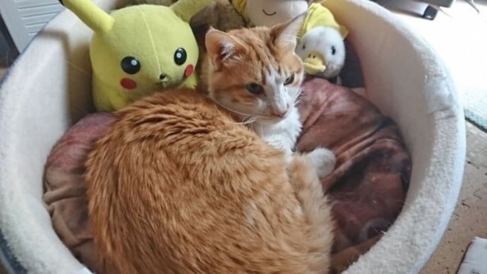 4月22日(金) 猫の麦とごまの日常日記