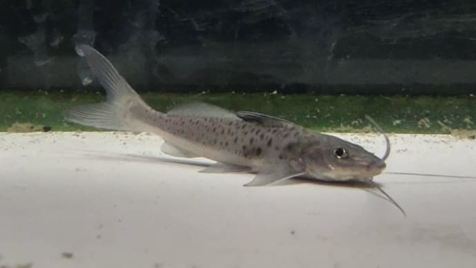 今週の入荷魚 9月21日