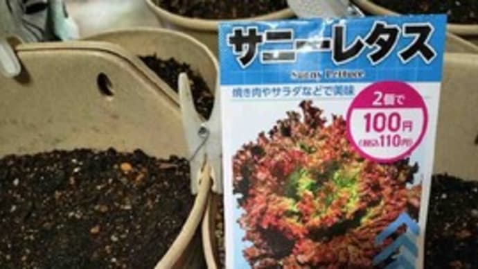 サニーレタスの種を壁掛けプランター(鉢)に