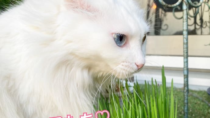 ベランダ菜園 / キーちゃん、初見は怖いんです(Fresco Proデビュー)
