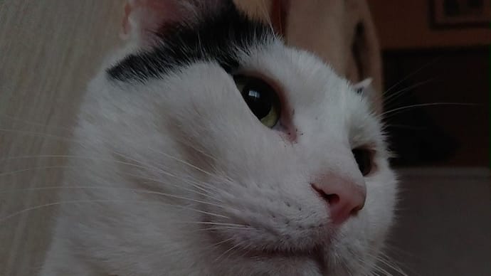 超高性能腹時計搭載猫型目覚まし、壊れた～！？