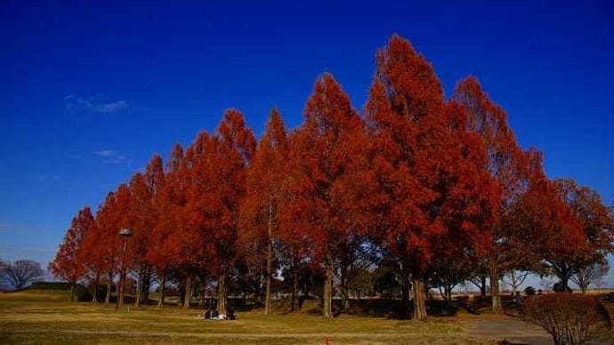 2024年12月中旬:渡良瀬遊水地のメタセコイアの紅葉具合を記録してきた。
