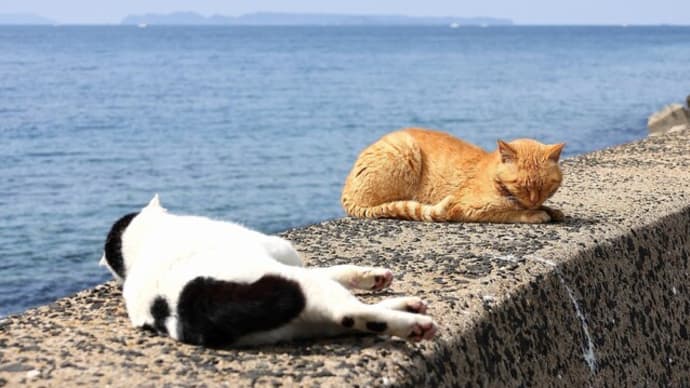 九州E島の猫たち　2024年3月　その11