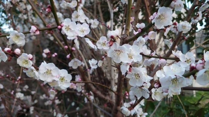 梅が程よく開花、ミモザも開花、タガメは、タガメ