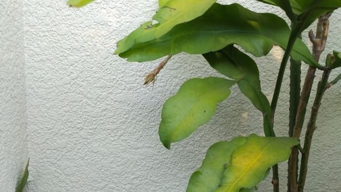 月下美人二鉢同時に