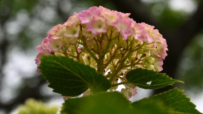 ◆「野見金公園」の紫陽花(長南町)