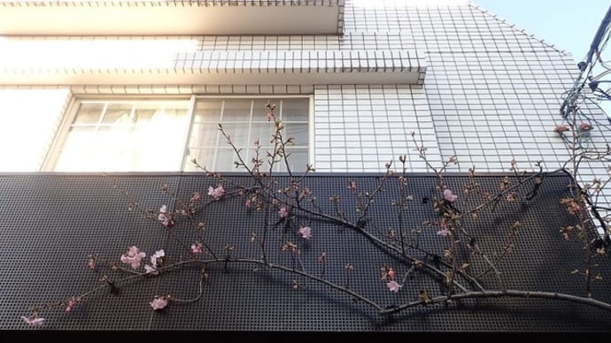 河津桜の花が咲きました