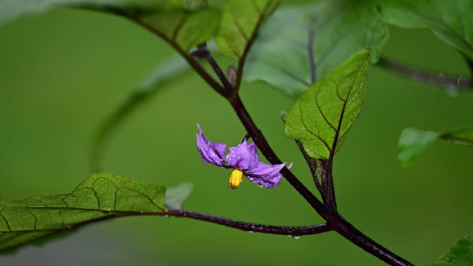 ◆まさに梅雨。
