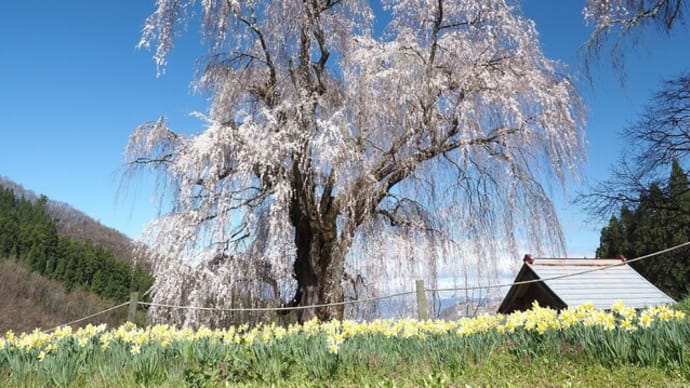 高山村・・・水中のしだれ桜