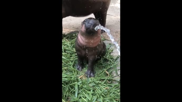 愛らしいカバのあかちゃんの水浴びをご覧ください。