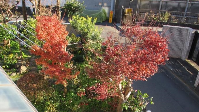 我家のささやかな紅葉　