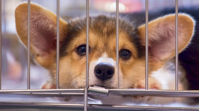 動物の殺処分ゼロの為に…ふるさと納税で寄付❗️