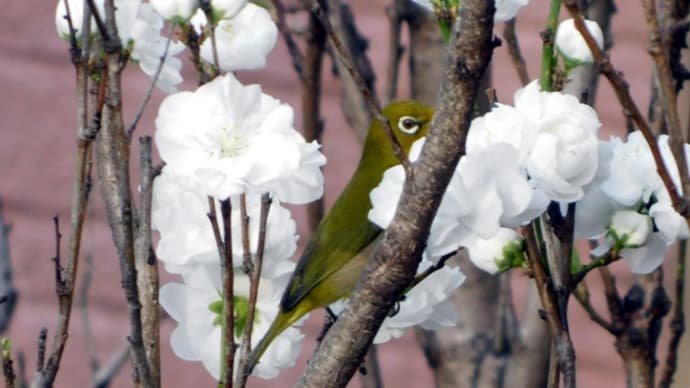 花桃にメジロ
