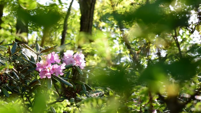 晴れた森の中に咲く石楠花のピンク色。