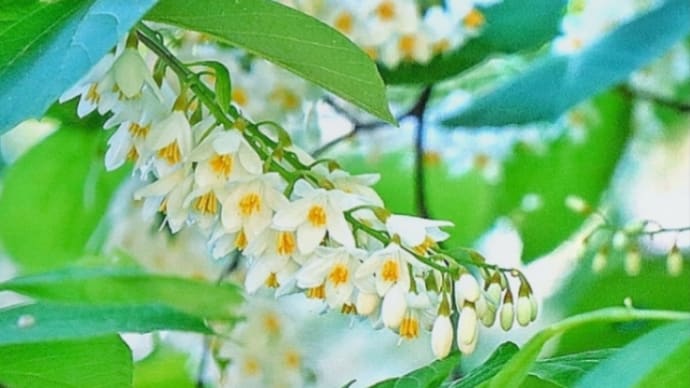 緑風にゆれて・°*