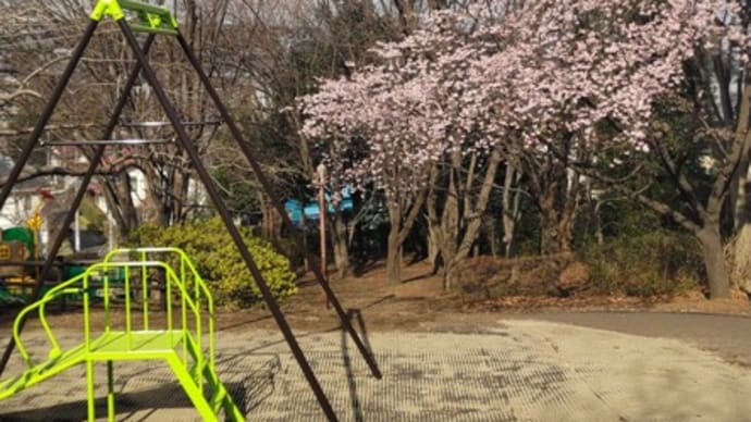 啓蟄。my桜さんぽ⑤満開の坂道の桜