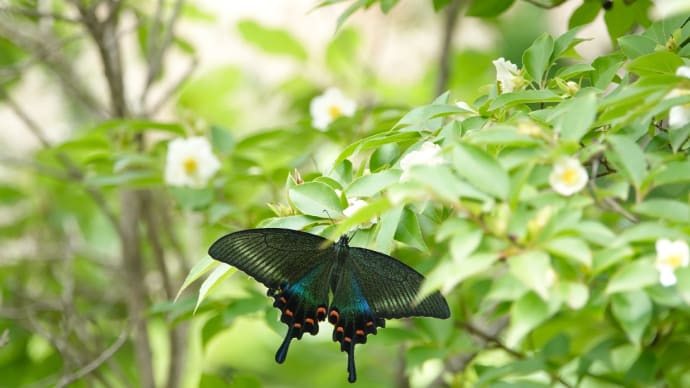 夏椿咲いたら🦋