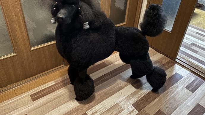 ノワちゃん1歳になりました♪