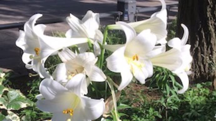 我見ても 久しき蟾よ 百合の花