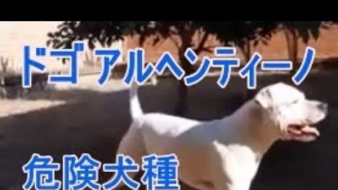 噂の白い犬 ドゴアルヘンティーノをご覧ください。