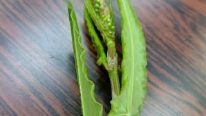 薬草講座