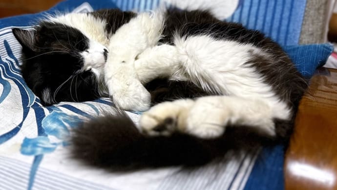 アメブロ更新〜猫も人も眠い春〜