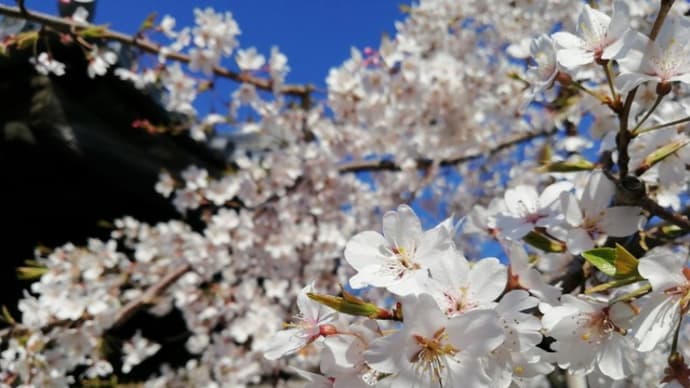 桜うどん♪ 卒業♪ 羽ばたけ!