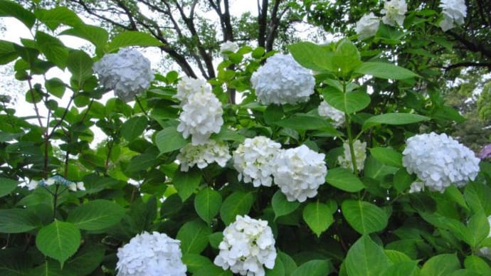 多摩川台公園あじさい園　　水生植物園ビヨウヤナギと睡蓮　　　　11