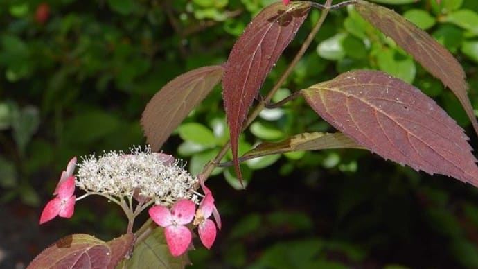 鉢植えのヤマアジサイ　b、くれない（紅）