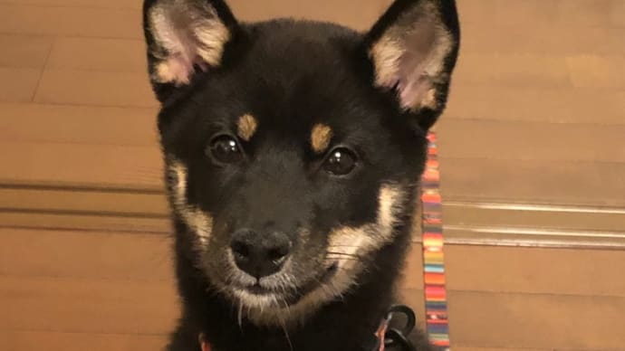 てぃだ🐶💓 一年の成長❣️