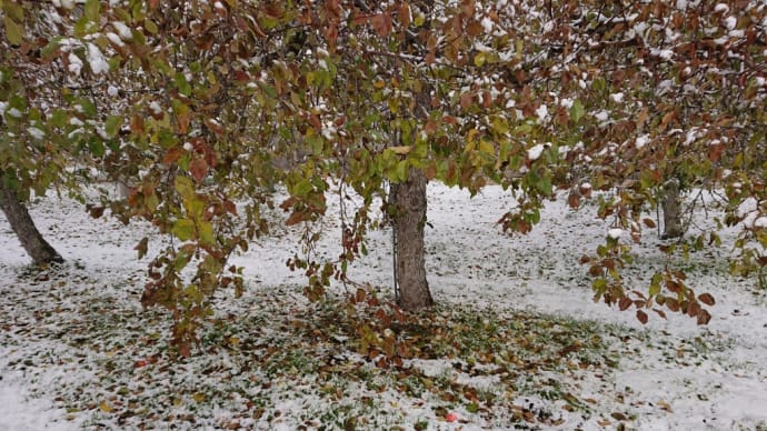 雪が積もりました。
