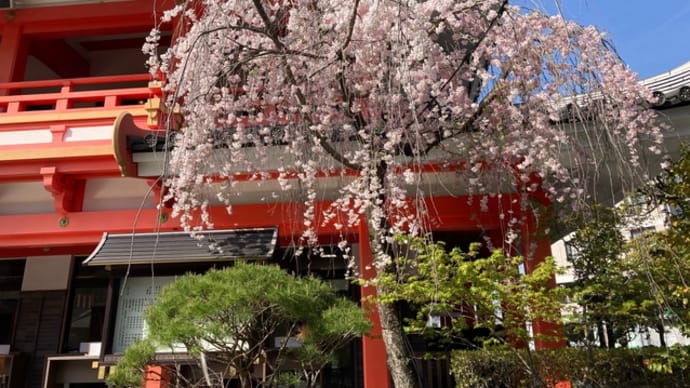 高幡不動尊参りでお花見