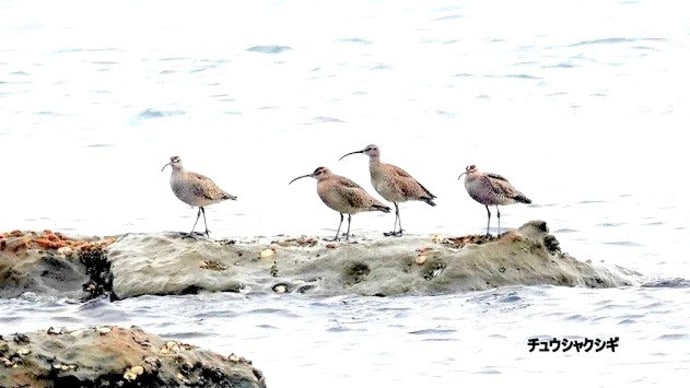 05/03探鳥記録写真:4月下旬に出会った鳥たち(チュウシャクシギ、オオヨシキリ、コチドリ、イソシギ、イソヒヨドリ、ホオジロ、カワラヒワ、ミサゴ、クロサギ、など)