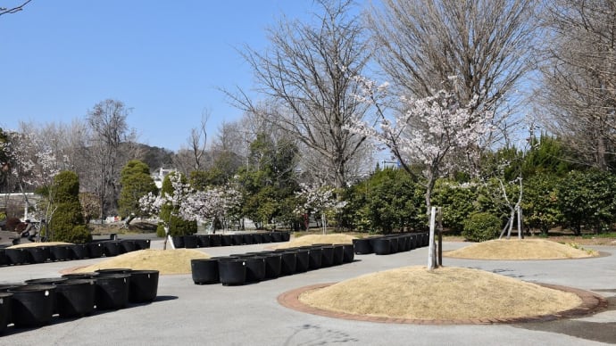 さくら狩り　神奈川県鎌倉市　日比谷花壇大船フラワーセンター（2）玉縄桜原木も満開です