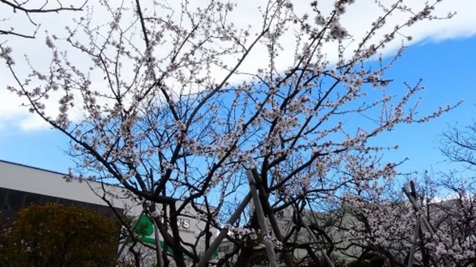 桜の花に似ていますが・・・「アーモンド」