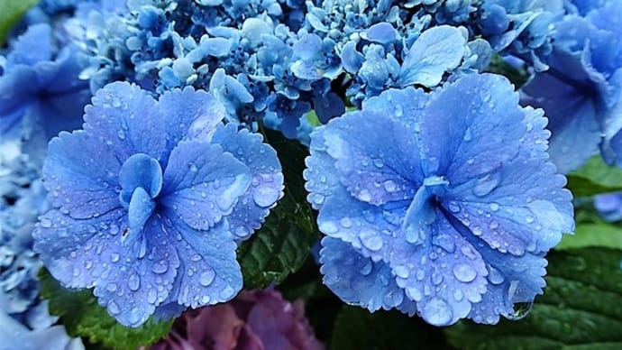 「小雨降るあじさいの丘」/下丸子公園