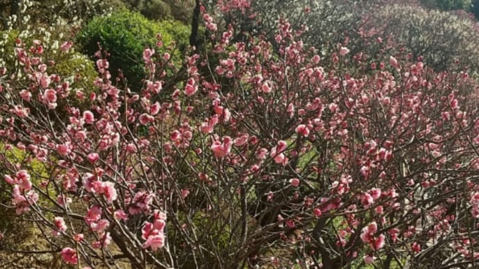 池上梅園梅満開🌸