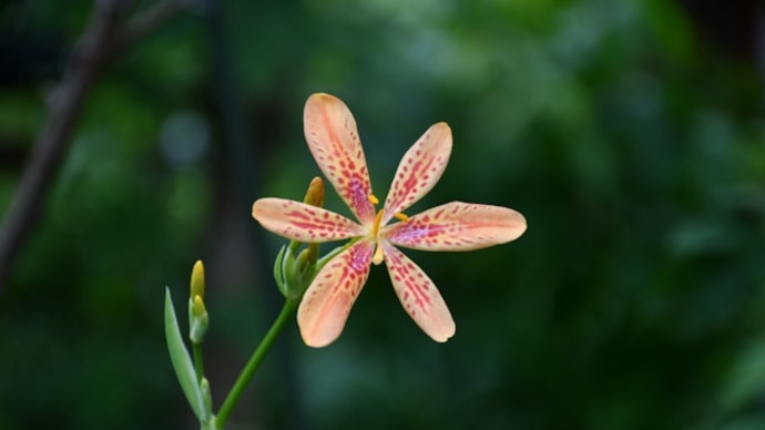 庭でヒオウギの花開く