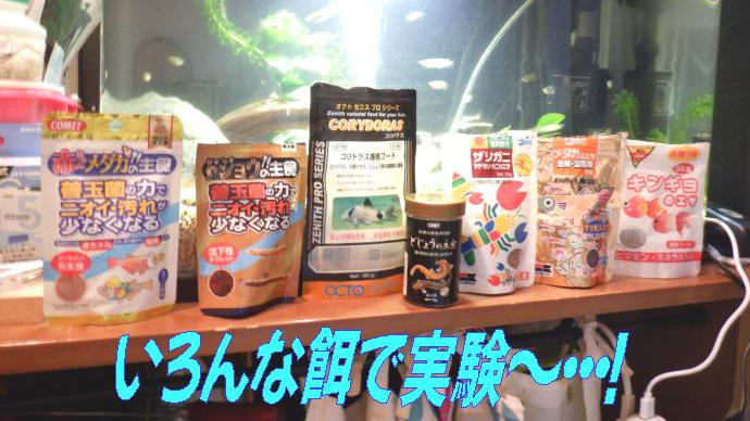 ドジョウの餌はこれが一番人気!・・・納豆菌パワー?