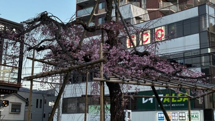 山科駅前の桜