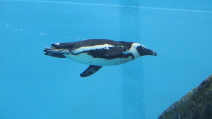 水中ペンギンの観察 5