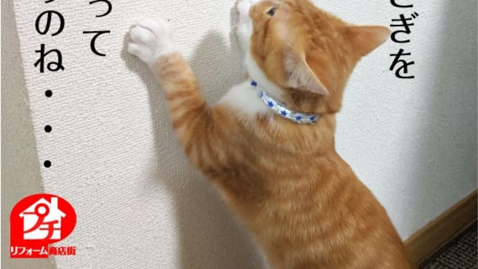 【つ】爪とぎを　壁紙でしたくなってしまうのね。。。