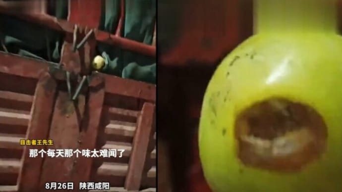 中国では腐ったリンゴがジュース工場へ