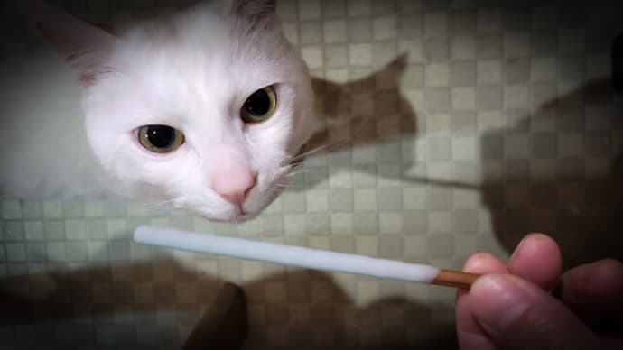 これ食べ物にゃ?