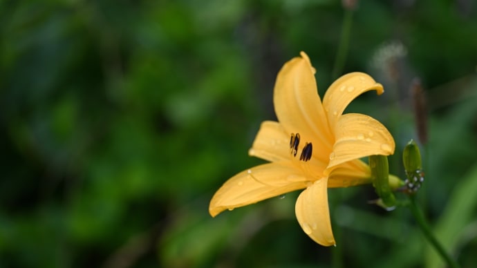 花の渚