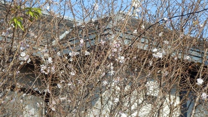ジュウガツザクラ（十月桜）が咲いている（西小仙波）