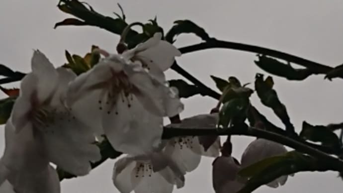 雨で桜心配