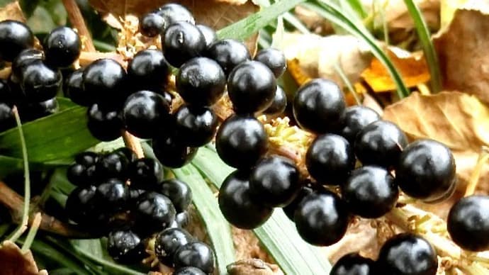 晩秋の草花の実から、黒く輝くヤブランの実、ワルナスビ、カラスウリ、他。