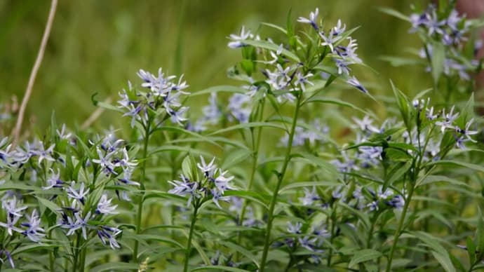 P森の花と田んぼのキジ