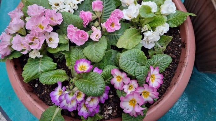 やっとお花植えました💠台湾アイスと福岡土産